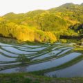 大山 千枚田 ～ Oyama Senmaida Terraced Rice Fields
